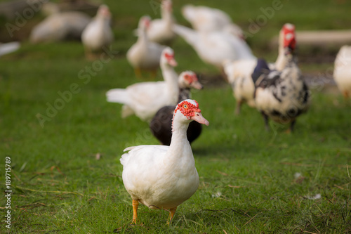 Muscovy ducks roaming on the grass in Organic Farm  in Thailand. Beautiful male Muscovy duck. Close up.