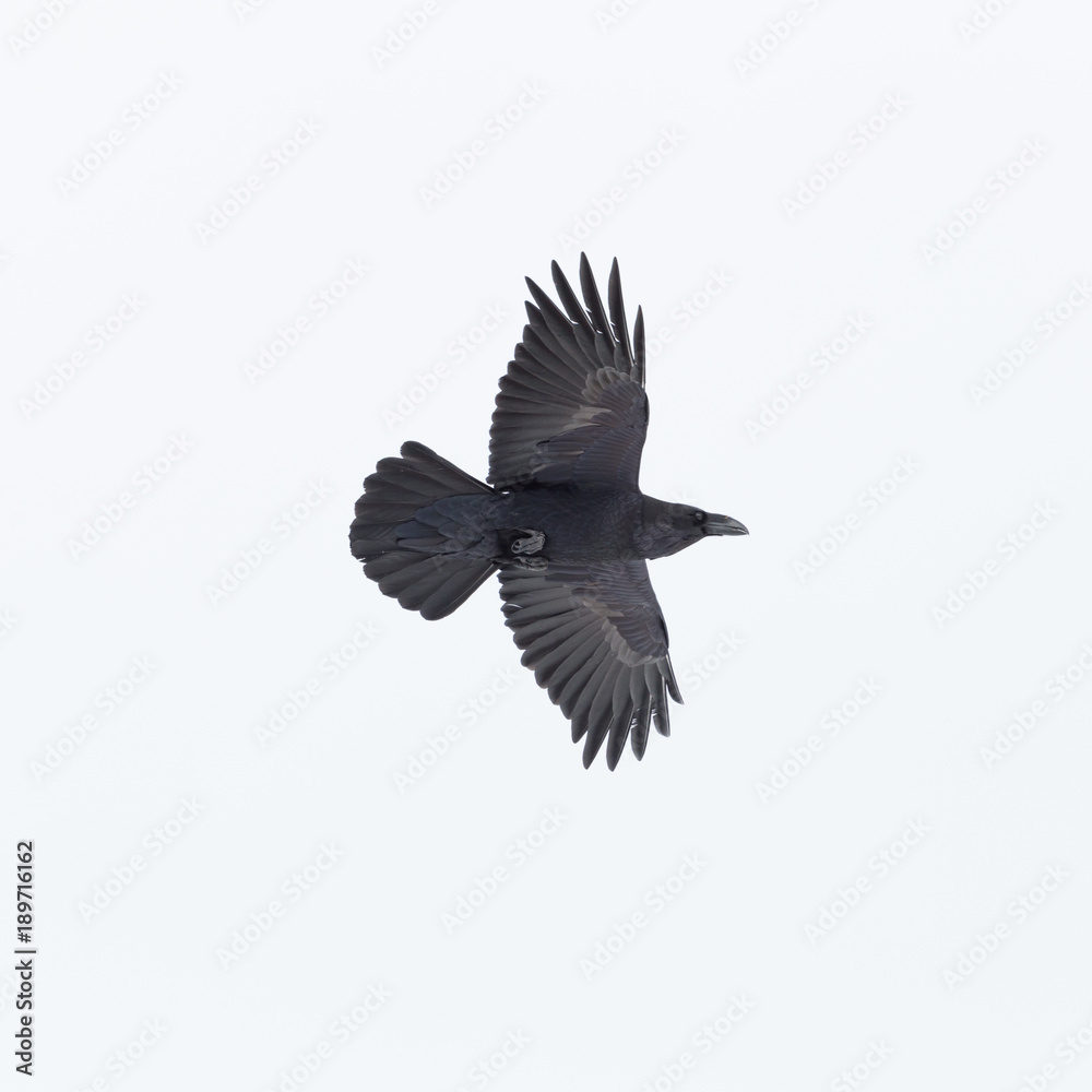 Obraz premium flying northern raven bird (corvus corax) spread wings on white background