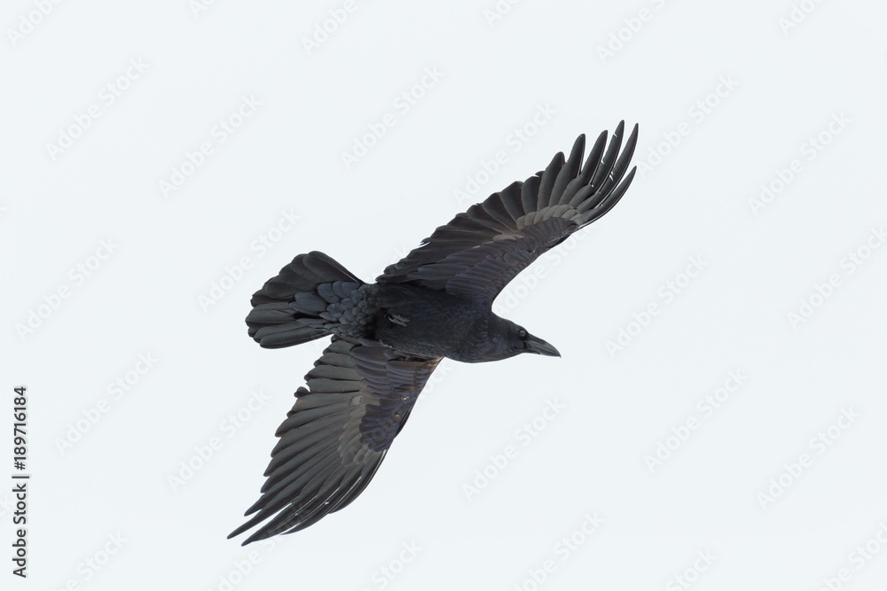 Obraz premium portret latającego samotnego kruka północnego (corvus corax)
