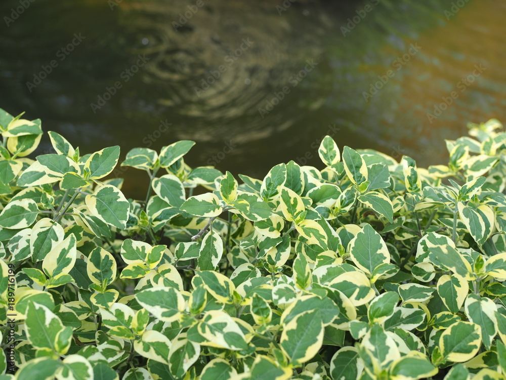 Water plants Water plants