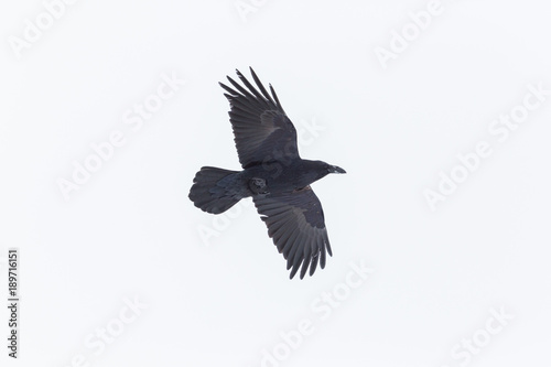 portrait of northern raven (corvus corax) in flight with snow on beak