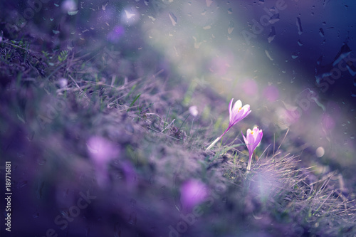 Blurred spring season crocus purple on rainy meadow. Artistic vignette and selective focus used.