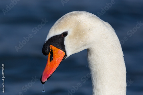 detailed portrait of natural mute swan (cygnus olor) water drop, sunshine