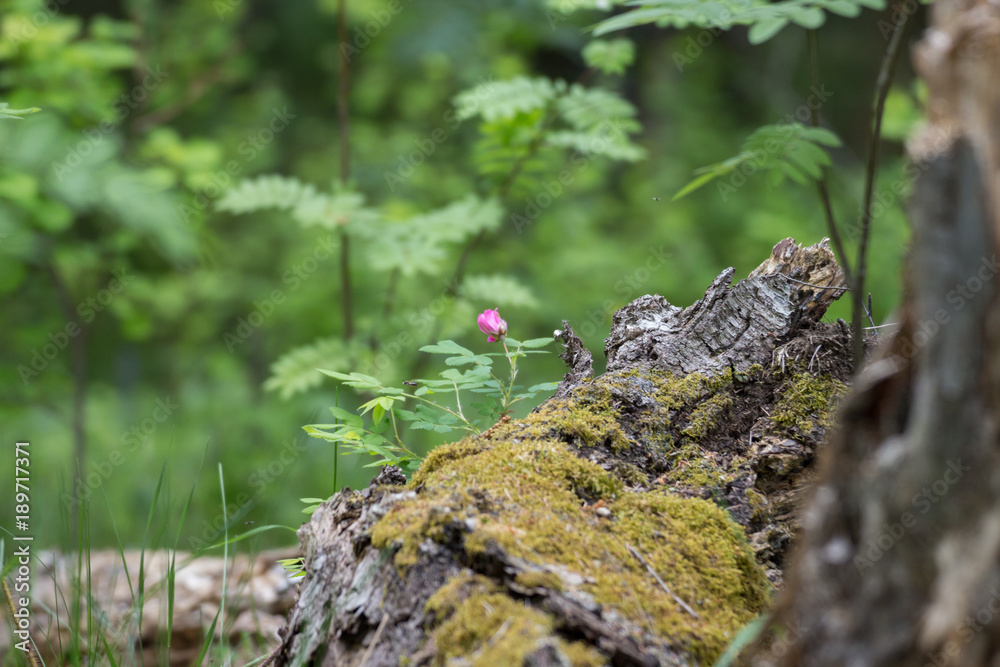 Flower in the forest Flower in the forest