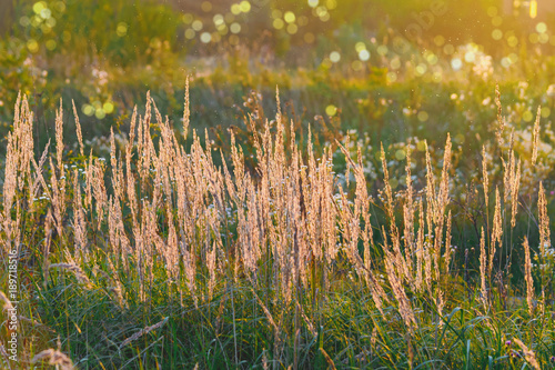 the grass glows in the setting sun, on blurred background with lush meadows, with the bokeh effect