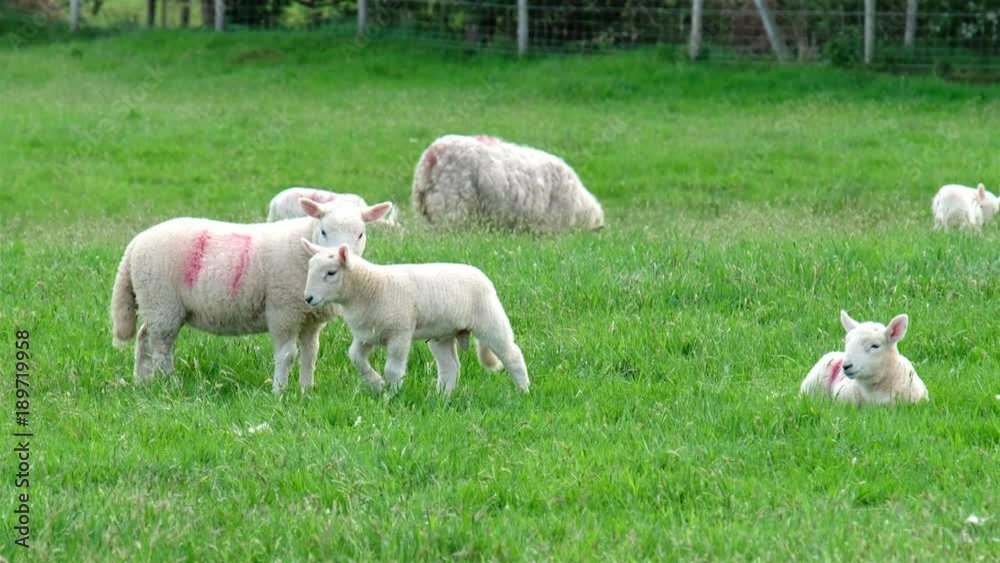 Cute little lamb waking up and walking Cute little lamb waking up and walking