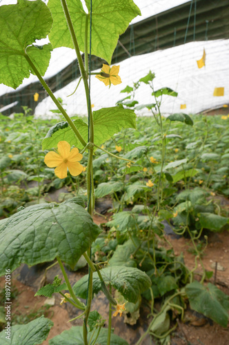 green house vegetable photo