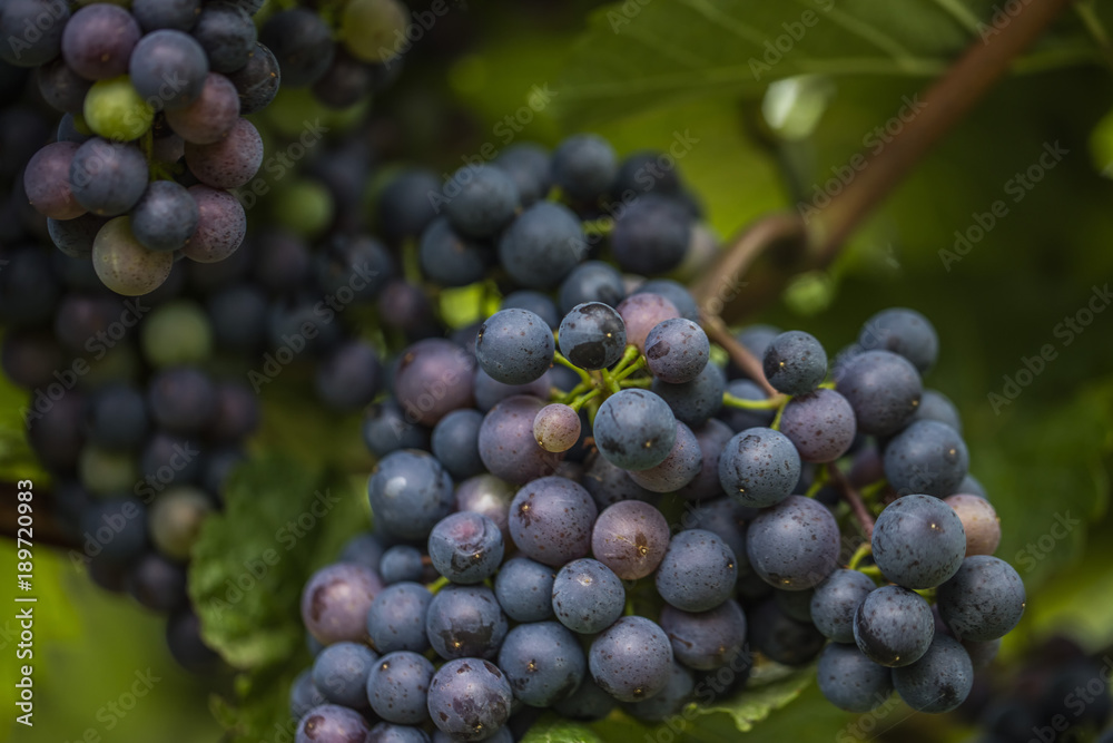 blue grapes in vineyard 