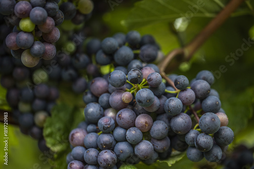 Wallpaper Mural blue grapes in vineyard  Torontodigital.ca