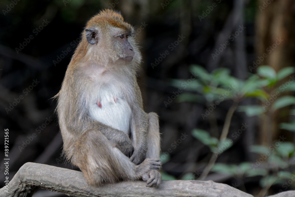 Obraz premium Long-tailed macaque, Langkawi, Malaysia