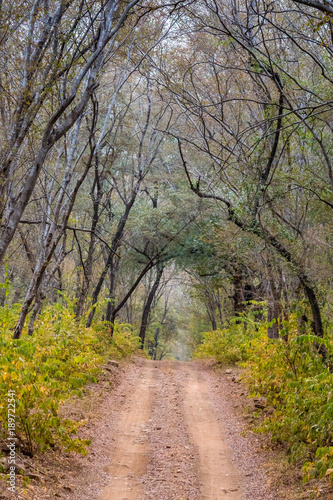 road through the forest of Ranthambore National Park, Rajasthan