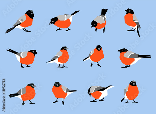 Bullfinches isolated on white background.