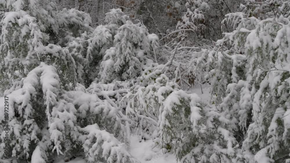 Snowy forest in Appalachia Snowy forest in Appalachia