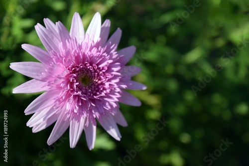 Beautiful purple flower on natural background