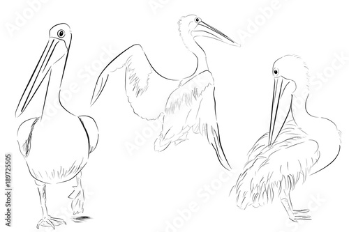 Simple Outline Sketch of Three Pelicans Bird