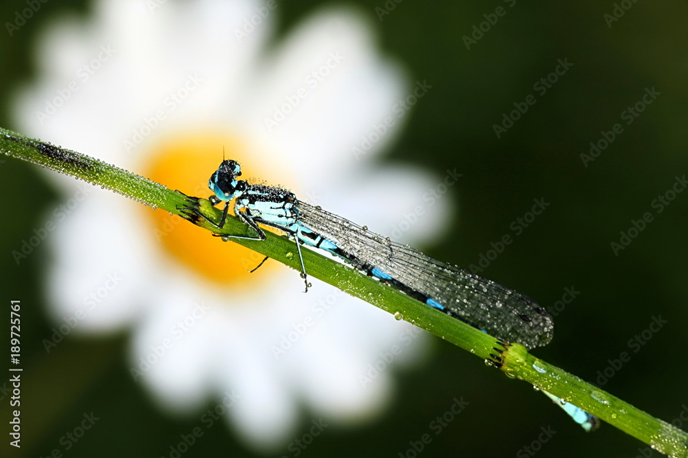 Variable damselfly, Coenagrion,pulchellum Variable damselfly, Coenagrion,pulchellum