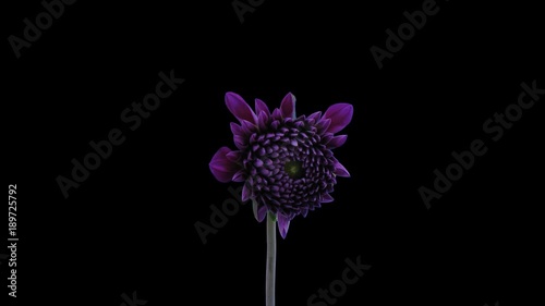 Time-lapse of blooming purple dahlia flower 5a5 in 4K PNG+ format with ALPHA transparency channel isolated on black background
