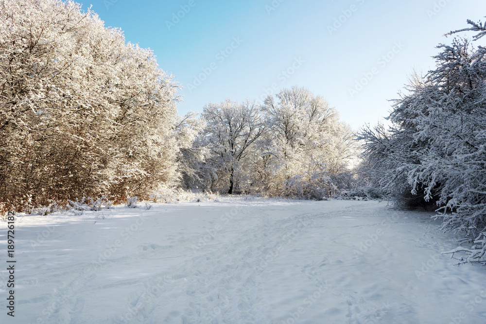 Obraz premium The glade in the forest is covered with snow