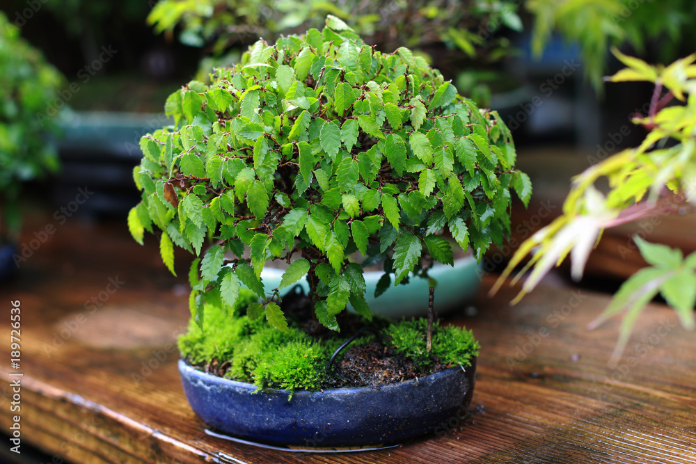 Beautiful bonsai tree in Japanese garden Beautiful bonsai tree in Japanese garden
