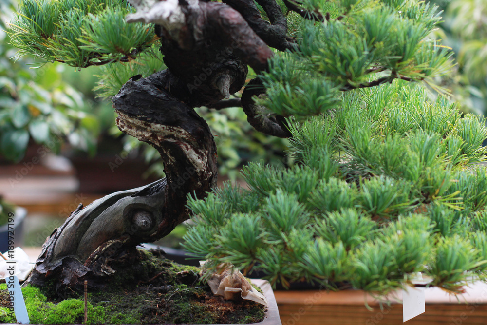 Beautiful bonsai tree in Japanese garden Beautiful bonsai tree in Japanese garden
