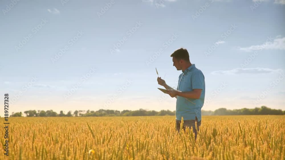 Man with wheat stalk and tablet. Agro scientist using tablet in field wheat. Agriculture science. Man on agricultural land. Biologist working in wheat field Man with wheat stalk and tablet. Agro scientist using tablet in field wheat. Agriculture science. Man on agricultural land. Biologist working in wheat field