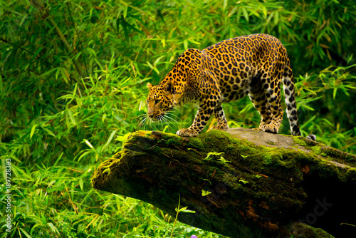 Leopard in action