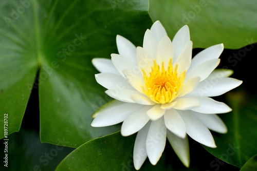 White water lily lotus