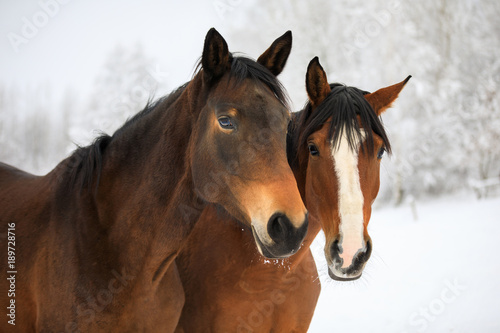 Two horses on the snowy meadow