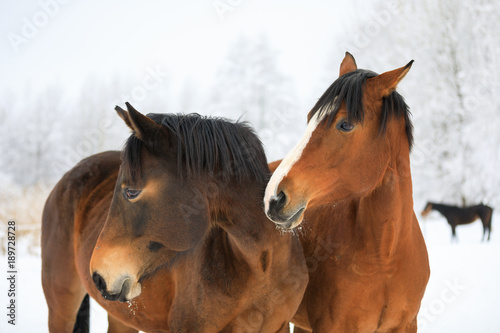 Fototapeta Naklejka Na Ścianę i Meble -  Two horses on the snowy meadow