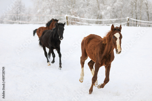 Foals are galloping on snow-covered meadow © castenoid