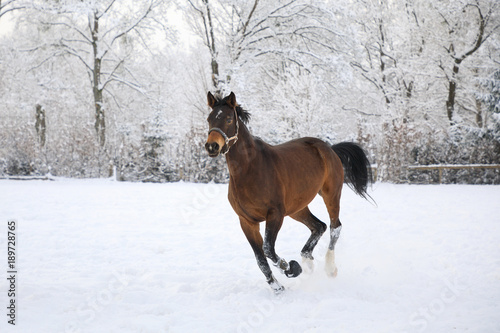 Horse is galloping on snow-covered meadow