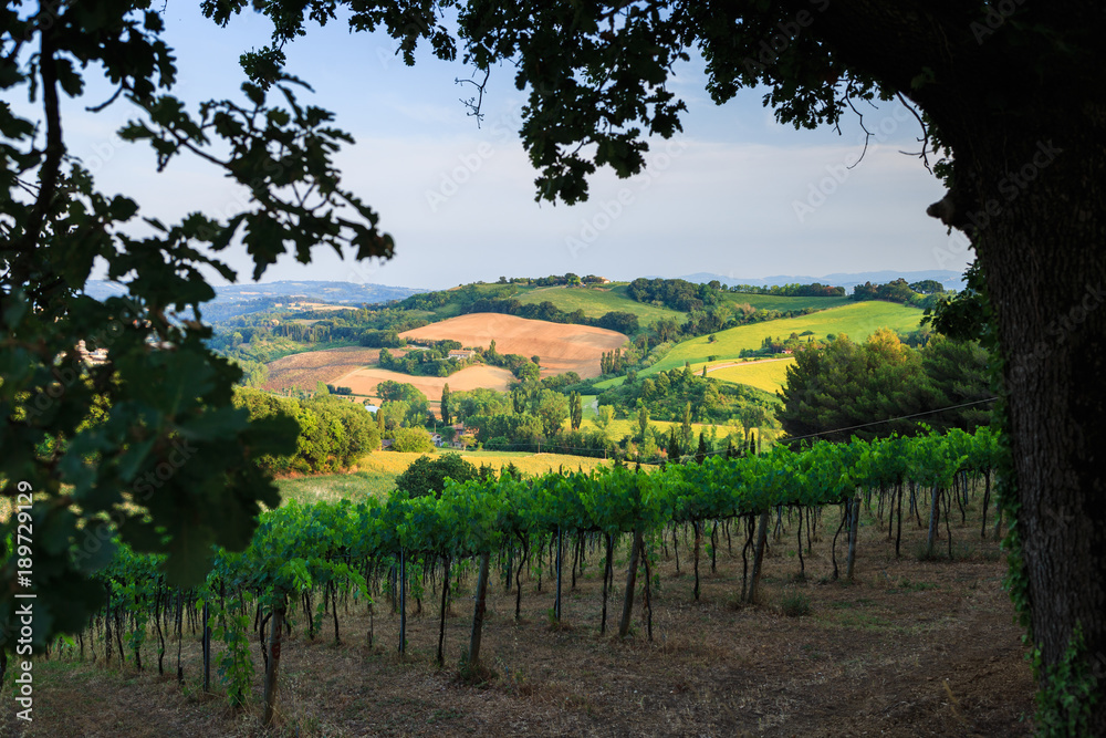 Naklejka premium Tuscany landscape in the evening. Typical for the region tuscan farm house, hills, pasture and vineyards. Italy