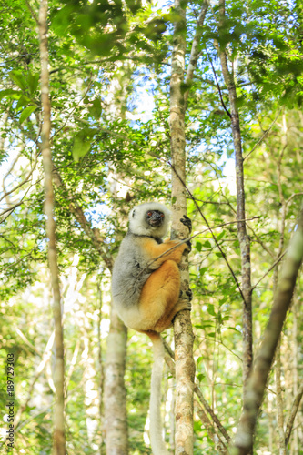 Lemur in Andasibe-Mantadia National Park, Madagascar photo