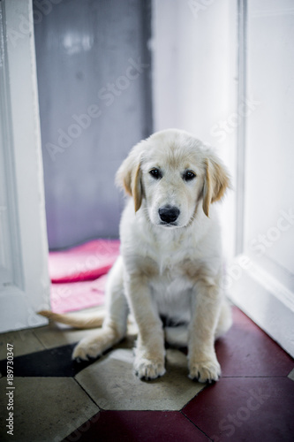 portrait of golden retriever puppy dog