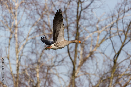 portrait gray goose (anser anser) flying in forest, spread wings