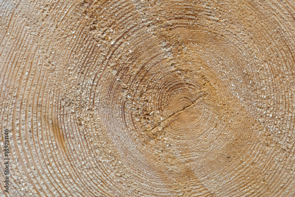 Holz hintergrund - jahresringe im Baumstamm Holz hintergrund - jahresringe im Baumstamm
