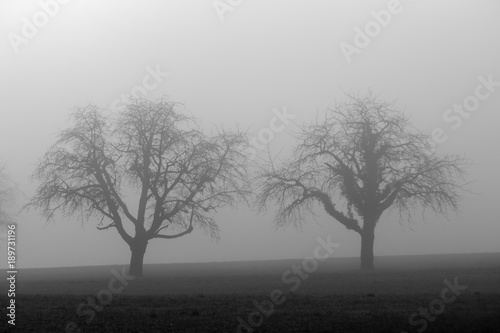Nebel auf dem Feld mit Baum