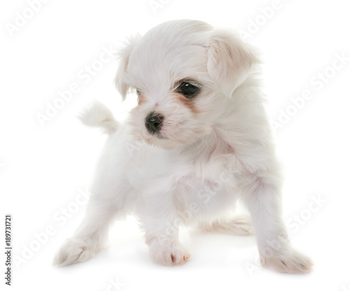 Fototapeta Naklejka Na Ścianę i Meble -  puppy maltese dog