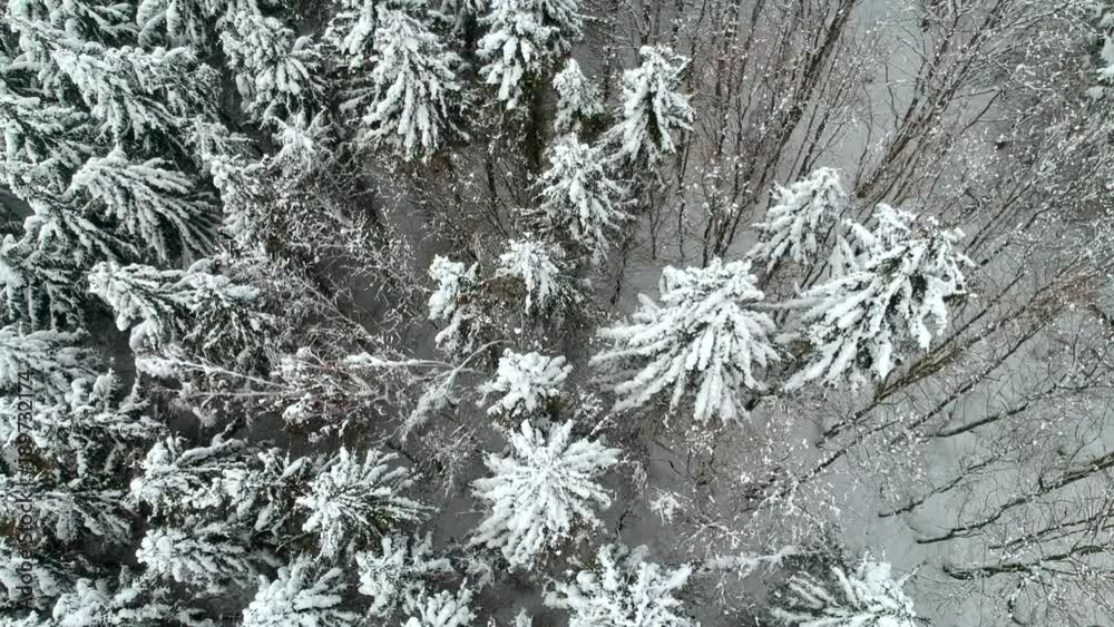 Drone flights over snowy forest at daytime Drone flights over snowy forest at daytime