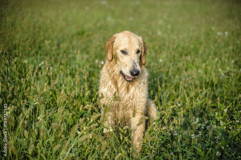 portrait of golden retriever in the tall grass portrait of golden retriever in the tall grass