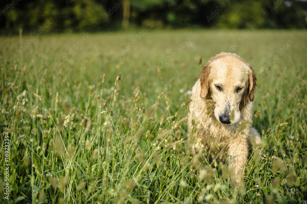portrait of golden retriever in the tall grass