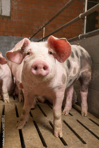 Mastschwein Schweinemast Spaltenboden Schwein Schweinestall Landwirtschaft - AGRARMOTIVE Fotos aus der Landwirtschaft © agrarmotive