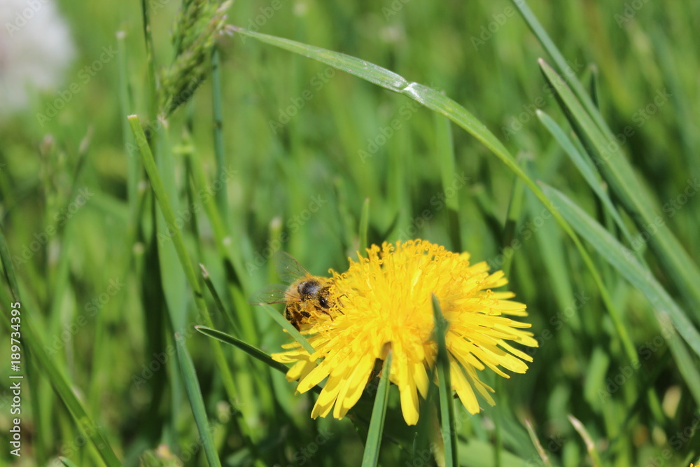 Bright yellow dandelion blossom photo. Bright yellow dandelion blossom photo.