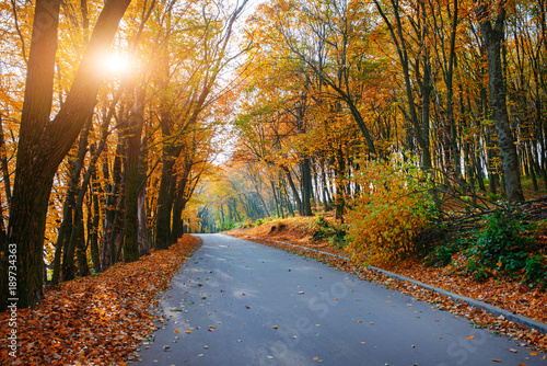 Bright and scenic landscape of new road across auttumn trees with fallen orange and yellow leaf