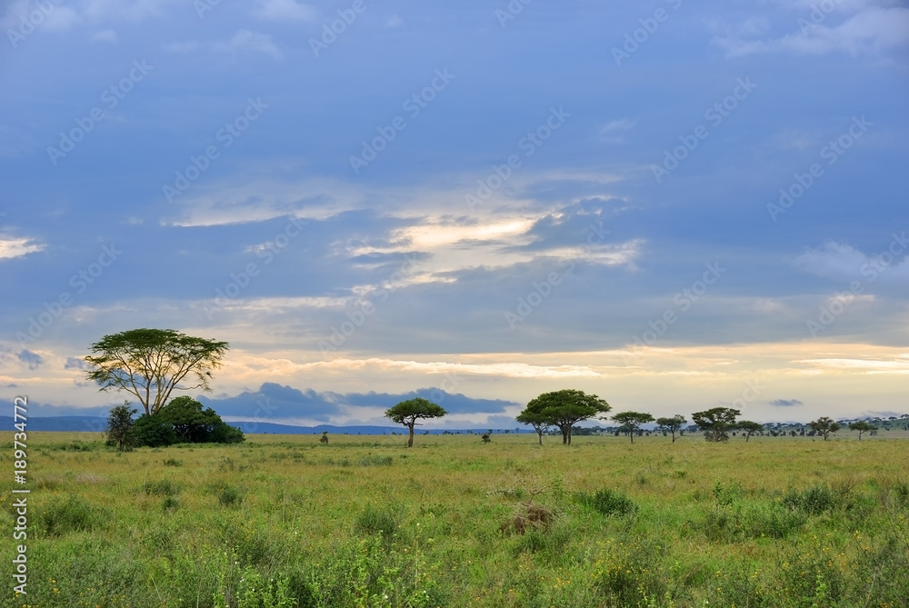 Serengeti national park scenery, Tanzania, Africa