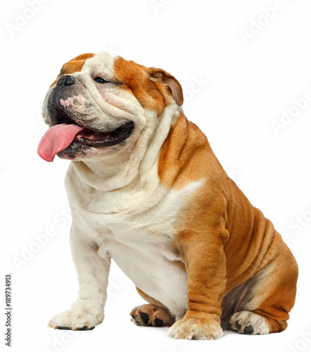 English bulldog isolated on a white background photo