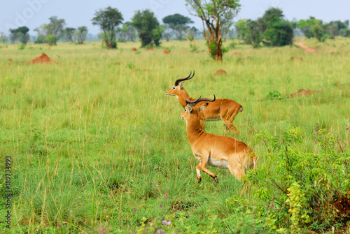 Antelopes reedbuck  Uganda  Africa