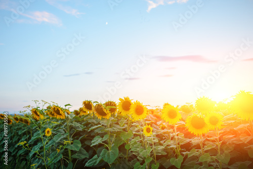 Fototapeta Naklejka Na Ścianę i Meble -  A plantation of beautiful yellow-green sunflowers after sunset at twilight against a beautiful light sky with fluffy clouds