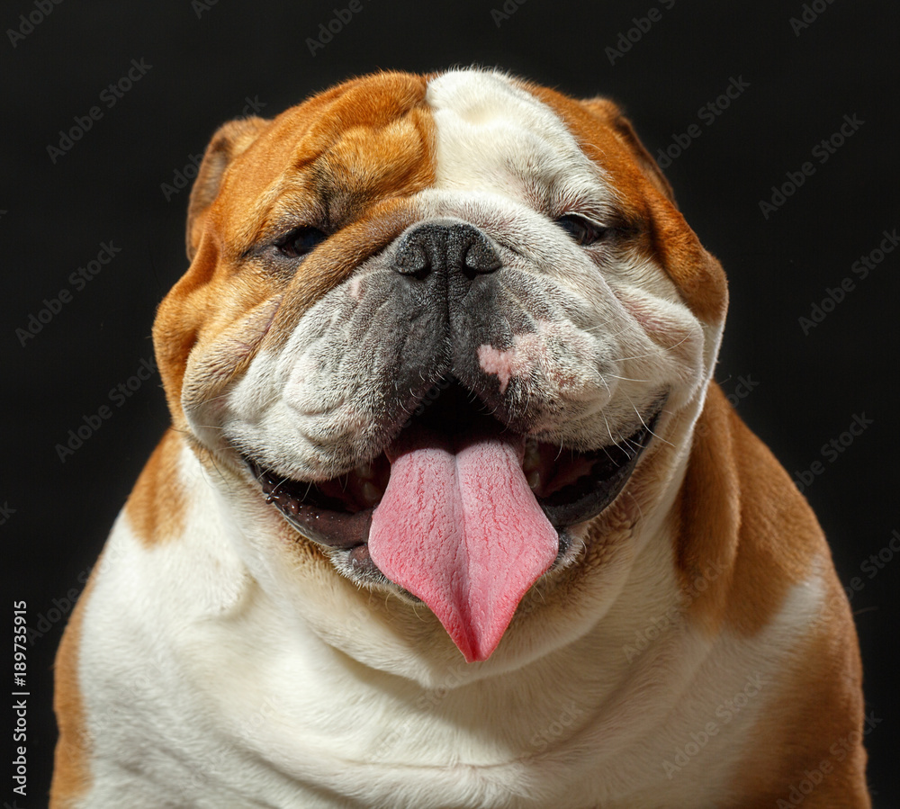 English bulldog portrait isolated on a black background