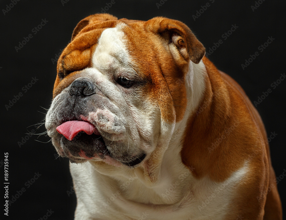 English bulldog portrait isolated on a black background